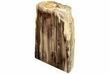 Polished, Petrified Wood (Metasequoia) Stand Up - Oregon #185138-2
